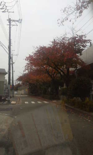 園田駅へ通じる桜並木の紅葉
